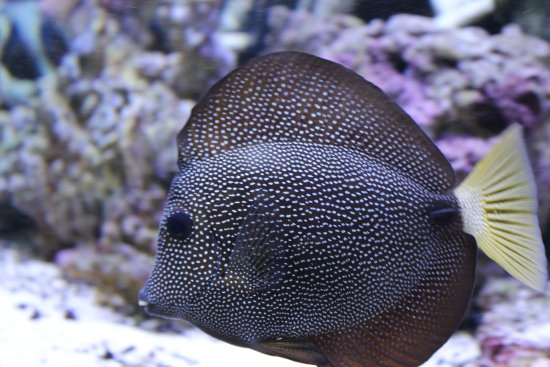  Zebrasoma gemmatum (Spotted Sailfin Tang, Gem Tang)